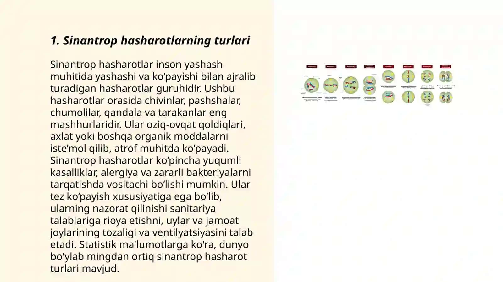 Sinantrop ko’rinishidagi hasharotlar, ularning epidemiologik ahamiyati 3