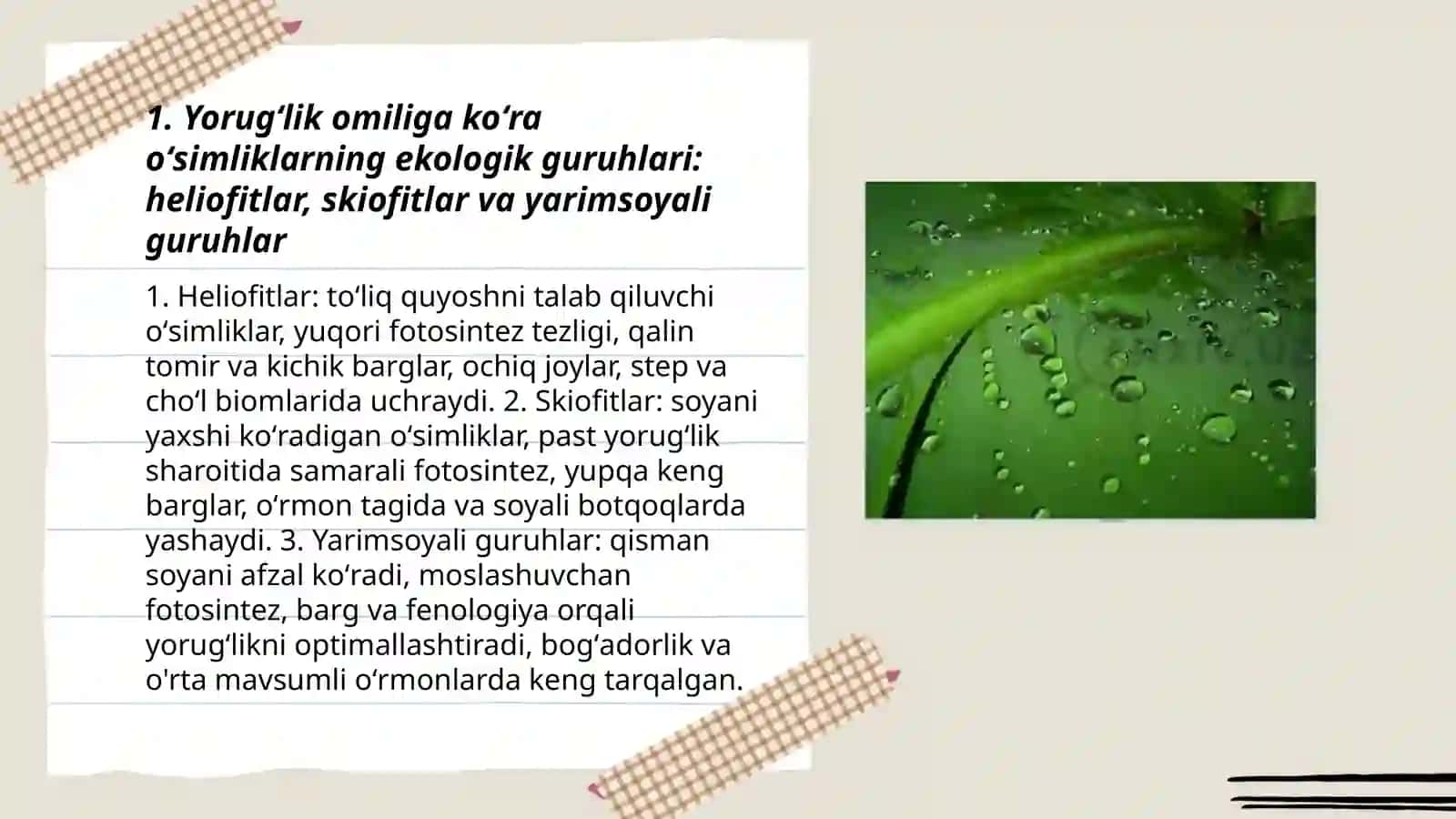 "Yorugʻlik namlik faktorlariga koʻra oʻsimliklarning ekologik guruhlari" 3