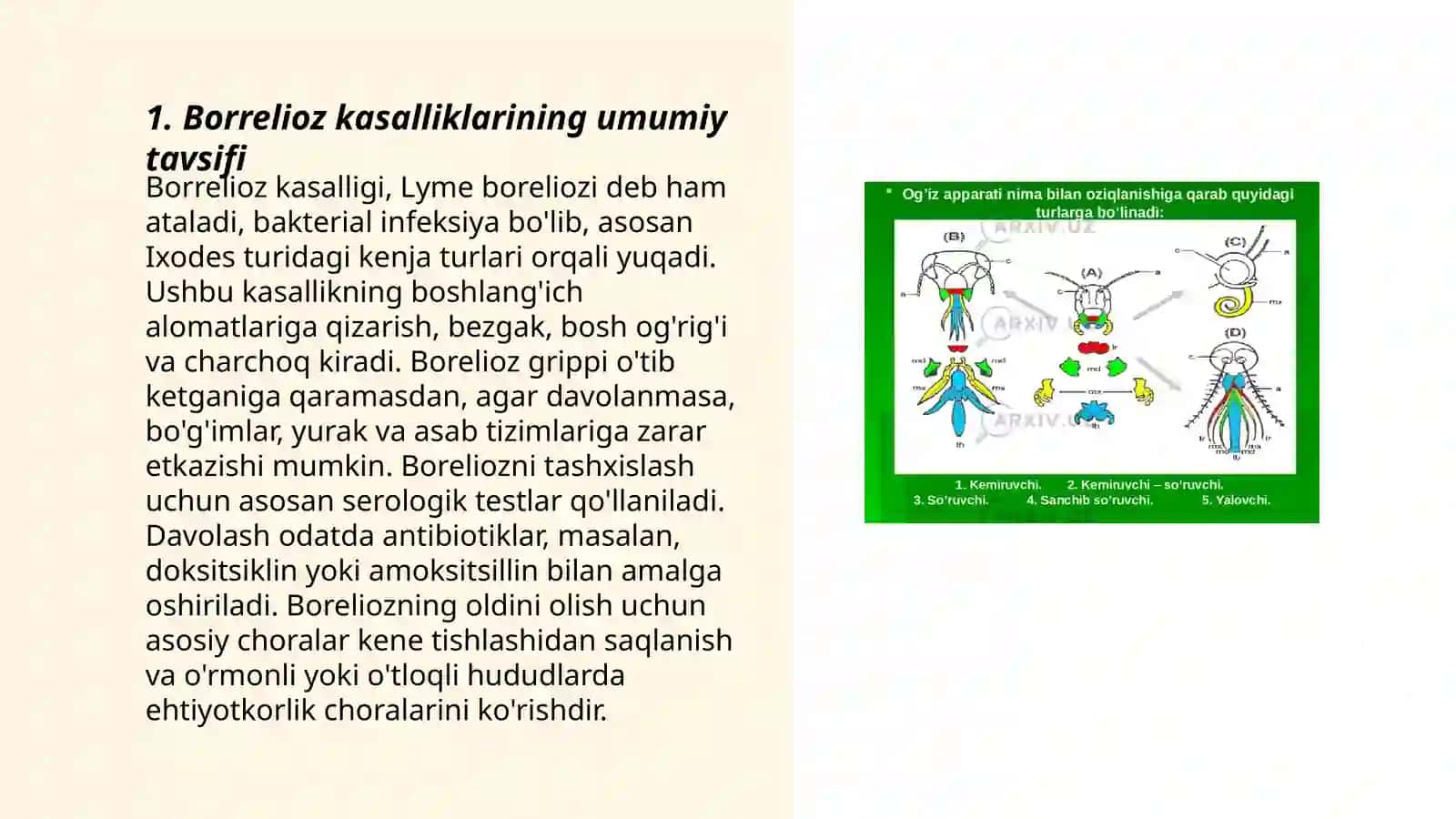 Borretiozlar morfologiyasi strukturasi, tarqalganligi keltirib chiqaruvchi kasallik labaratoriya diagnostikasi 3