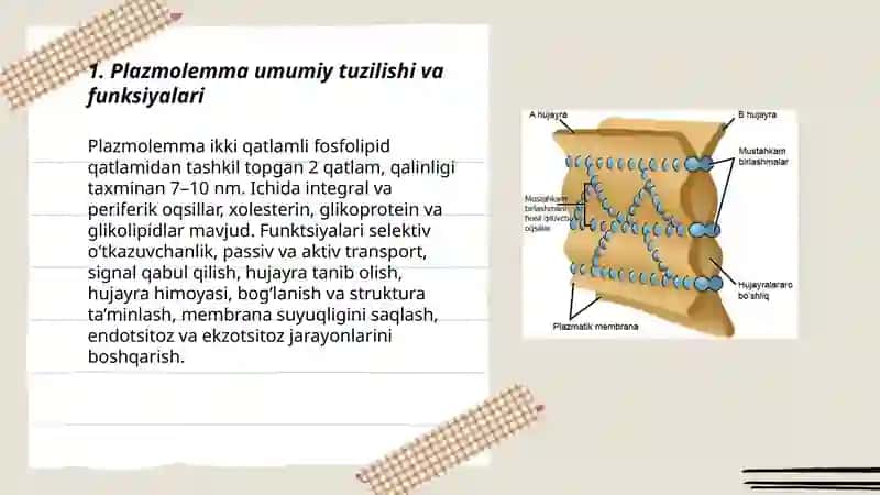 Plazmolemma va biologik membranalar tuzilishi 3