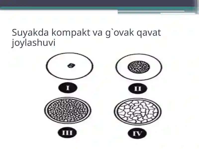 Yuqori va pastki jag’lar alveolyar o’siq atrofiyasi 3