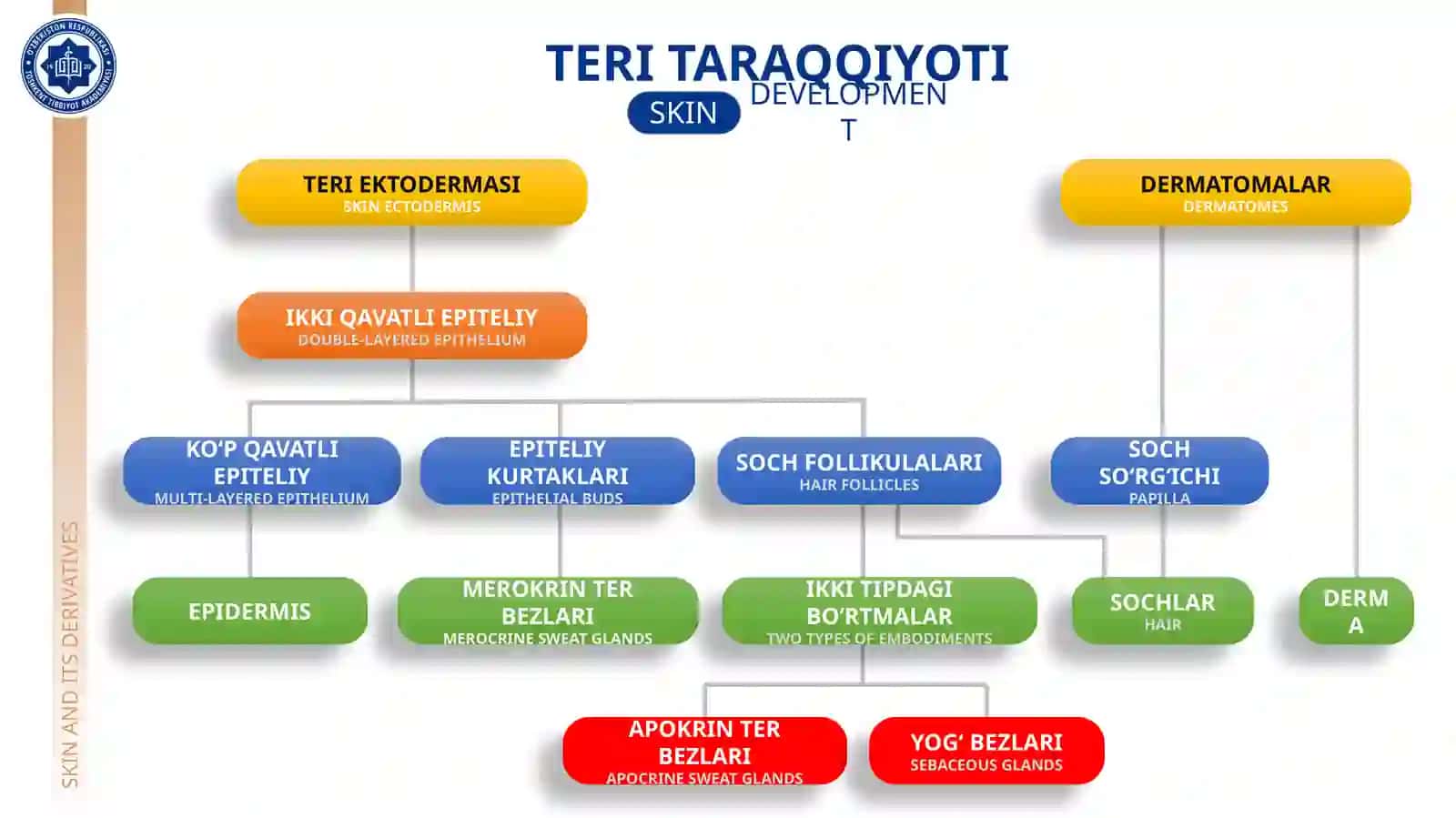 GISTOLOGIYA VA TIBBIY BIOLOGIYAKAFEDRASI TERI VA UNING HOSILALARI 3