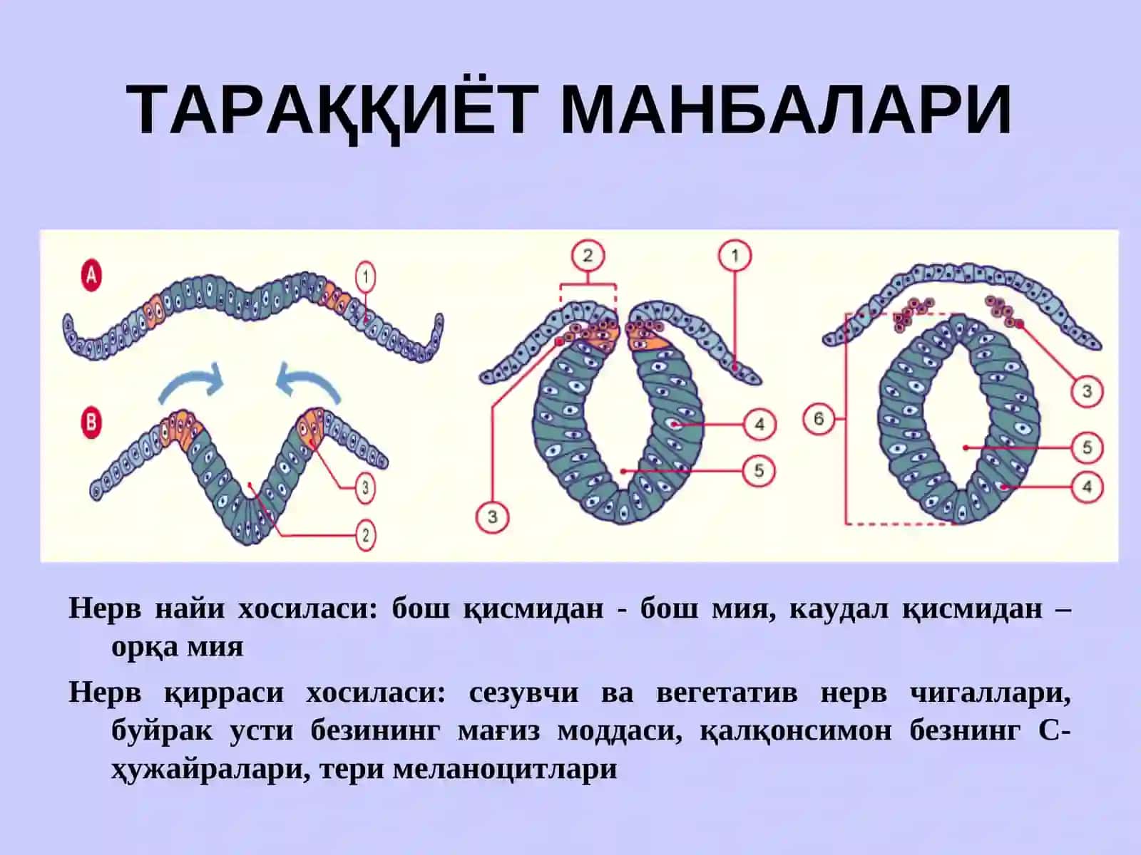 НЕРВ СИСТЕМАСИНИНГ КЛАССИФИКАЦИЯСИ 3