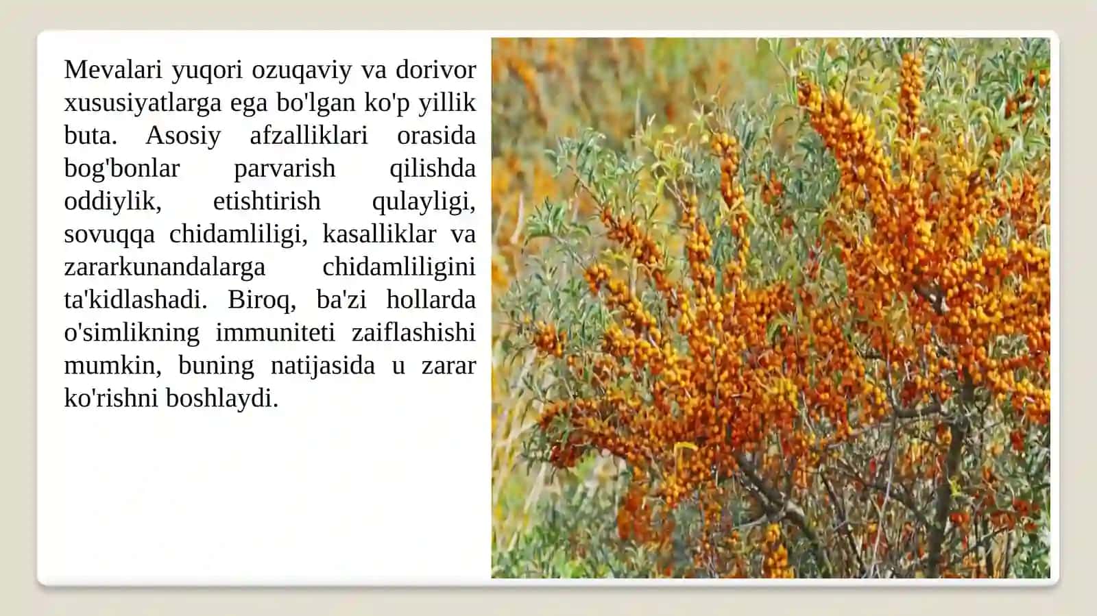 CHAKANDA (OBLEPIXA)NING ZARARKUNANDAVA KASALLIKLARI HAMDAULARGA QARSHIBIOLOGIKKURASH CHORALARI 3
