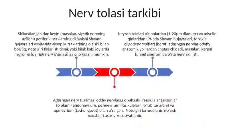 Adashgan nerv 3