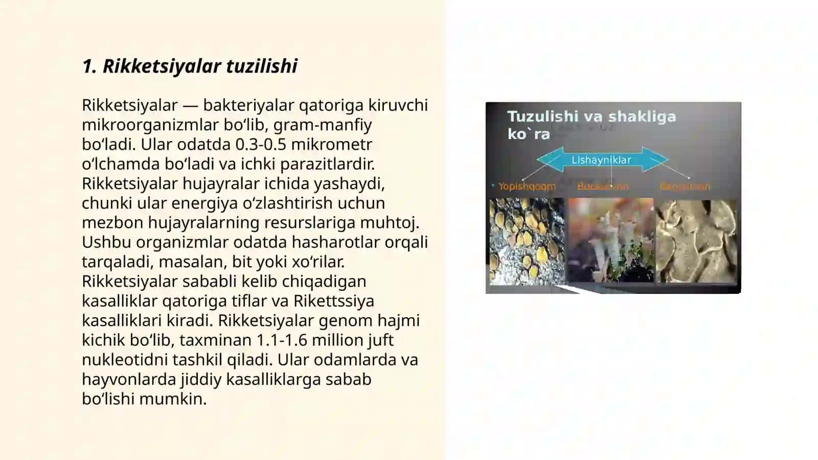 Rikketsiyalar morfologiyasi 3