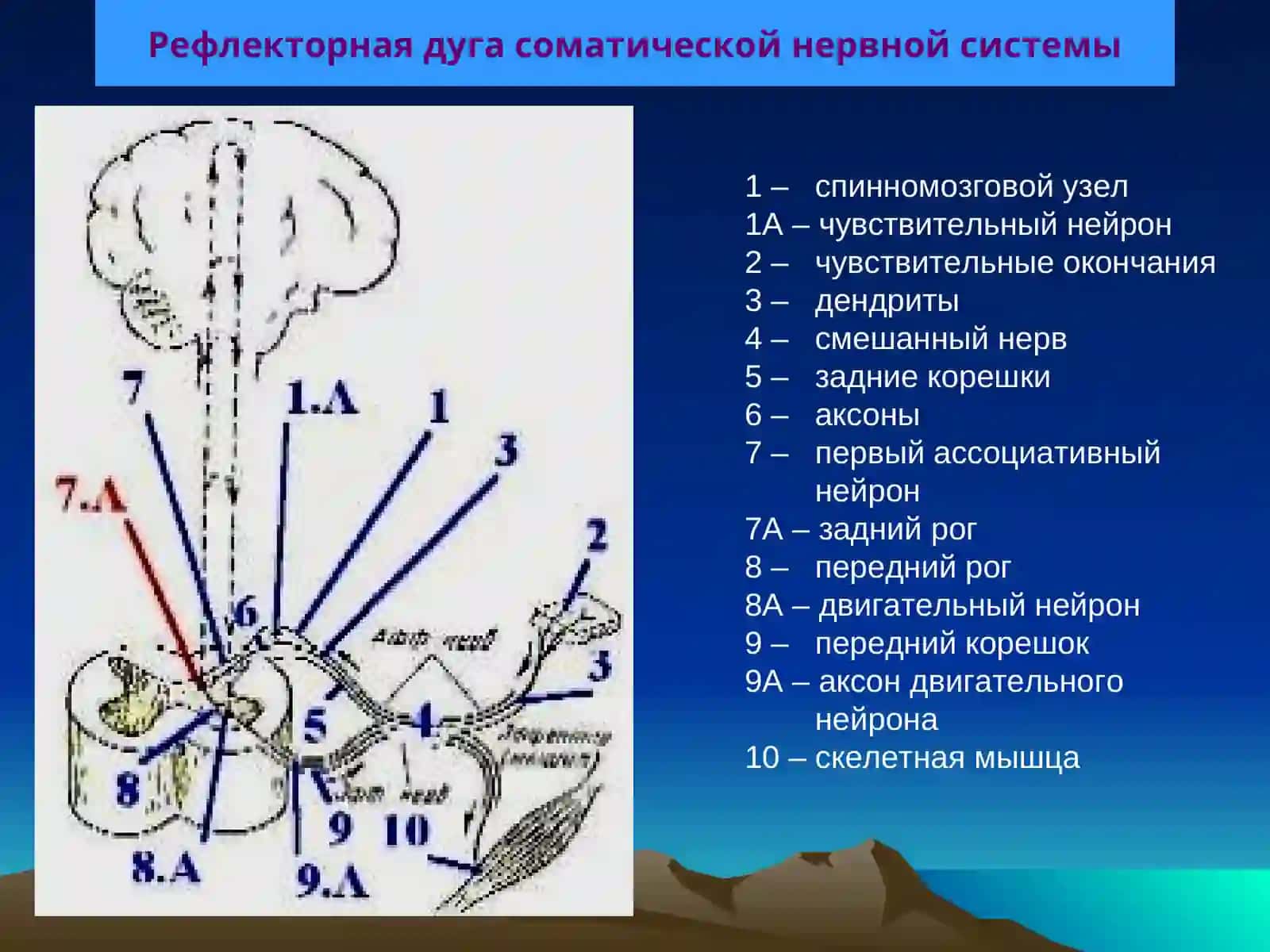 НЕРВНАЯ СИСТЕМА 3