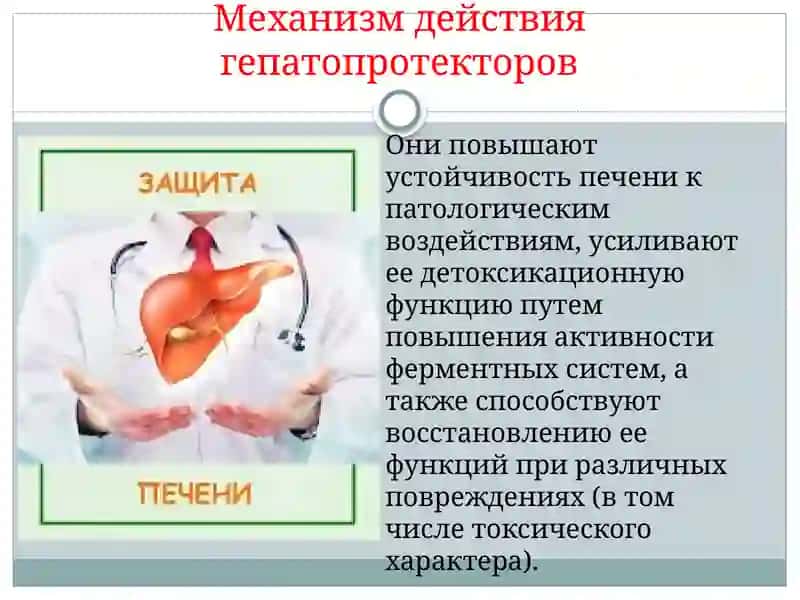 Гепатопротекторы 3