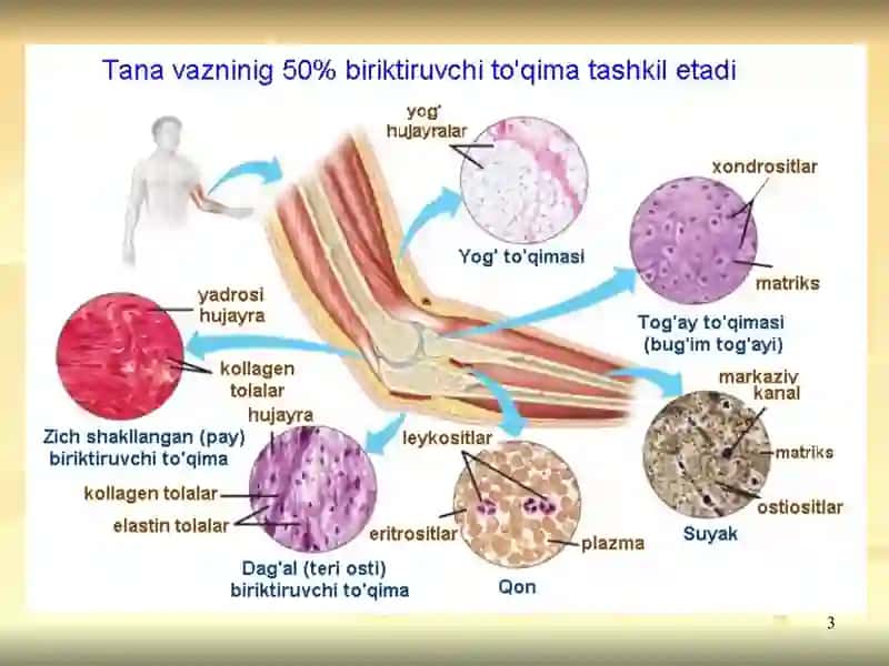 Biokimyo fanidan Biriktiruvchi toʻqima biokimyosi mavzusida prezentatsiya toʻliq 3