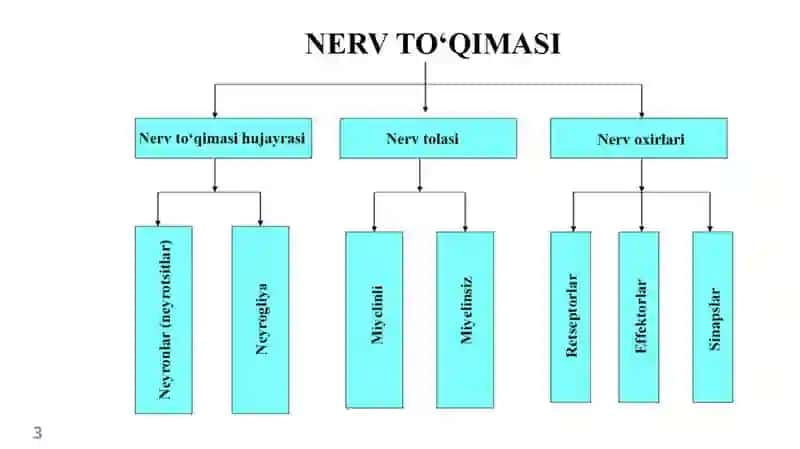 NERV TO‘QIMASI 3