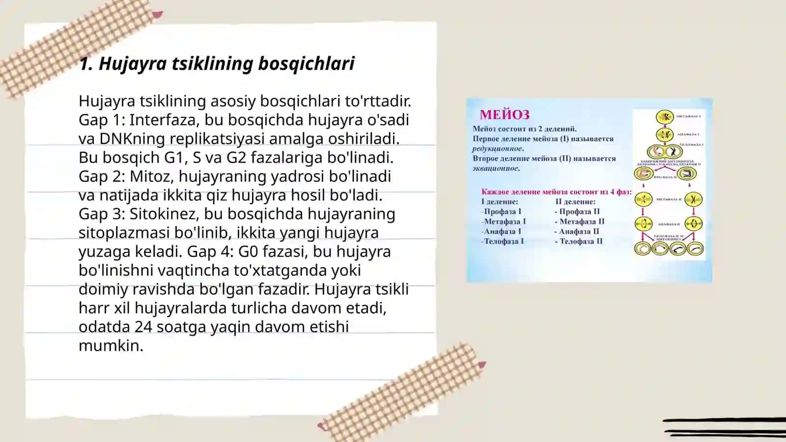Hujayralarning mitotik boʻlinishi va hayot sikli.Metoz va Meyoz patologiyasi.Meyozning biologik ahamiyati 3