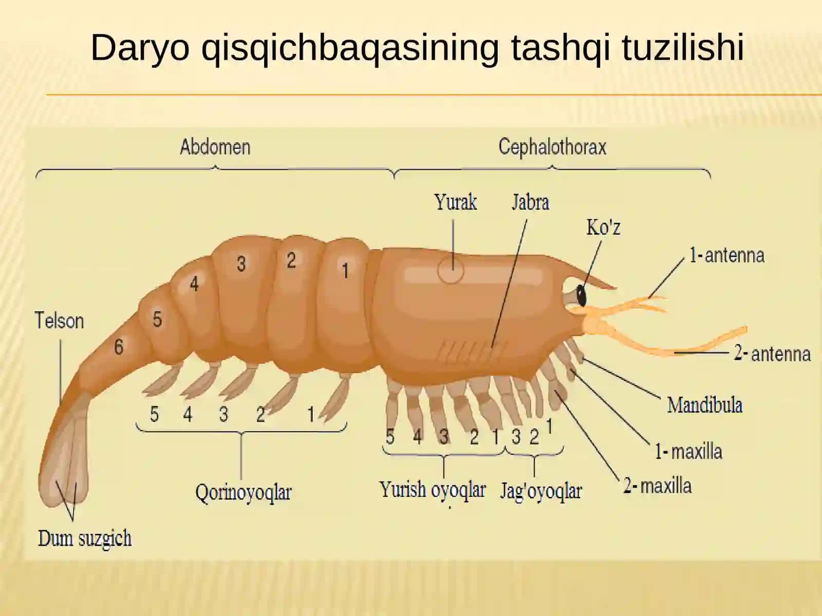 Qisqichbaqasimonlar kenjatipi-Crustacea 3