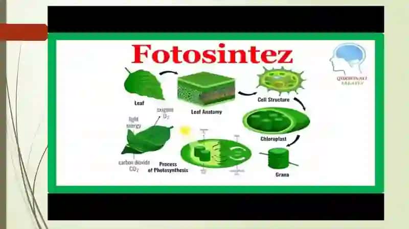 Fotosintezning o'rganilishi 3