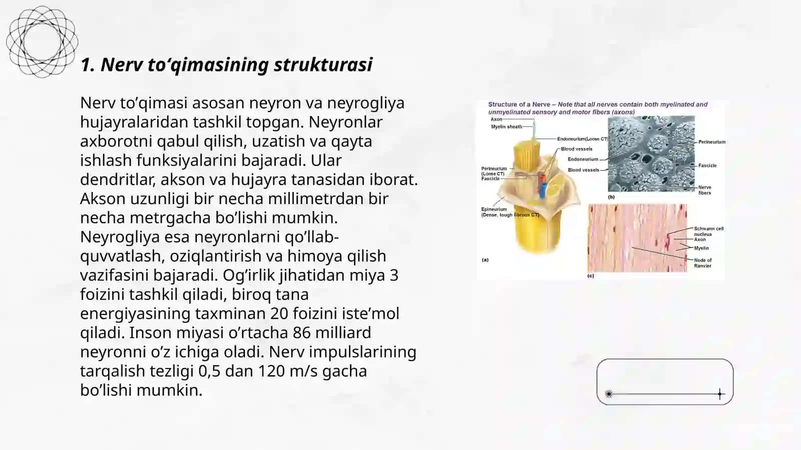Nerv toʻqimasining degeneratsiyasi va regeneratsiyasi mexanizmlari 3