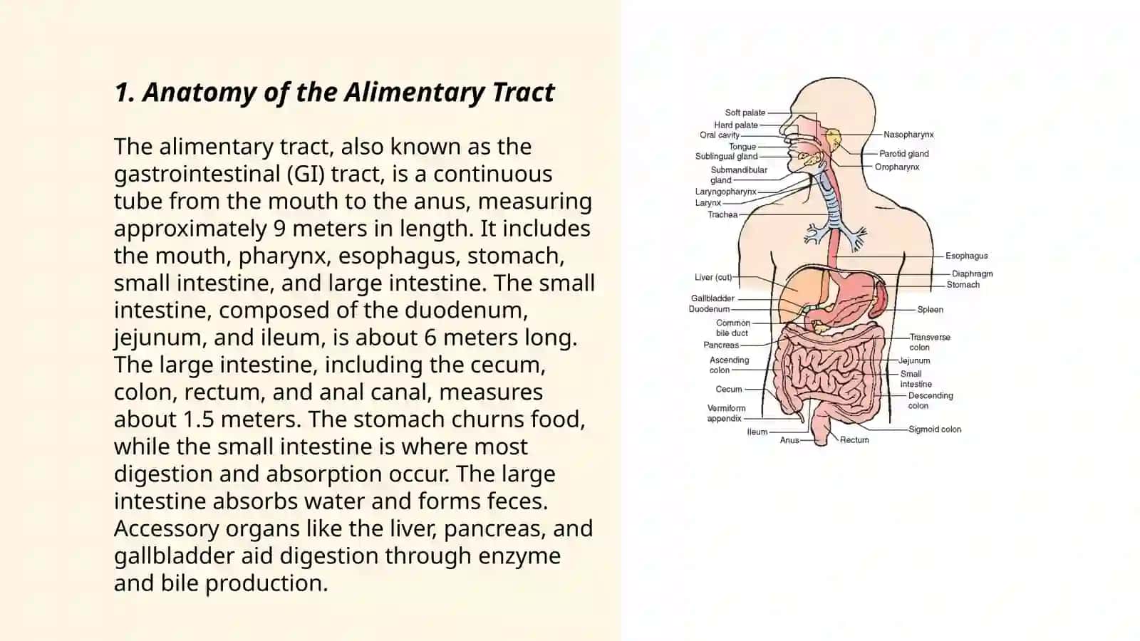 The Alimentary Tract of a Human Being 3