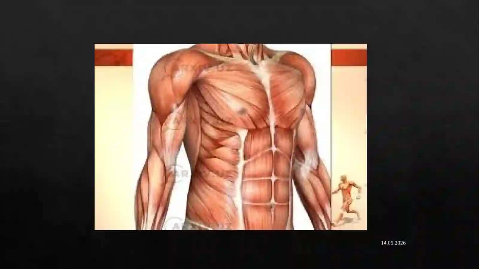 Muskullarfiziologiyasi 3