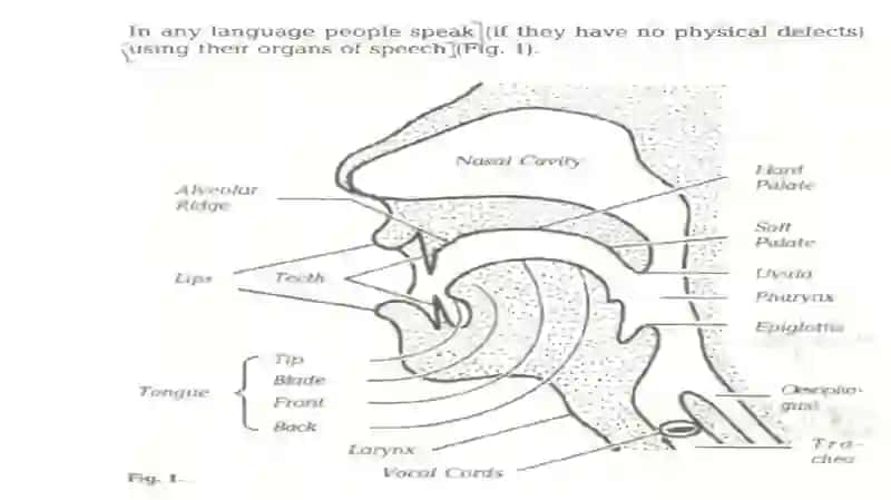 The organs of speech 3