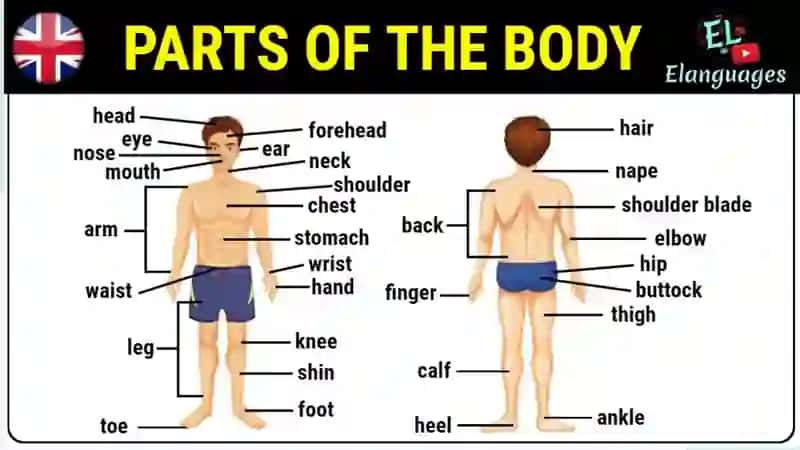 Parts of body 1 3