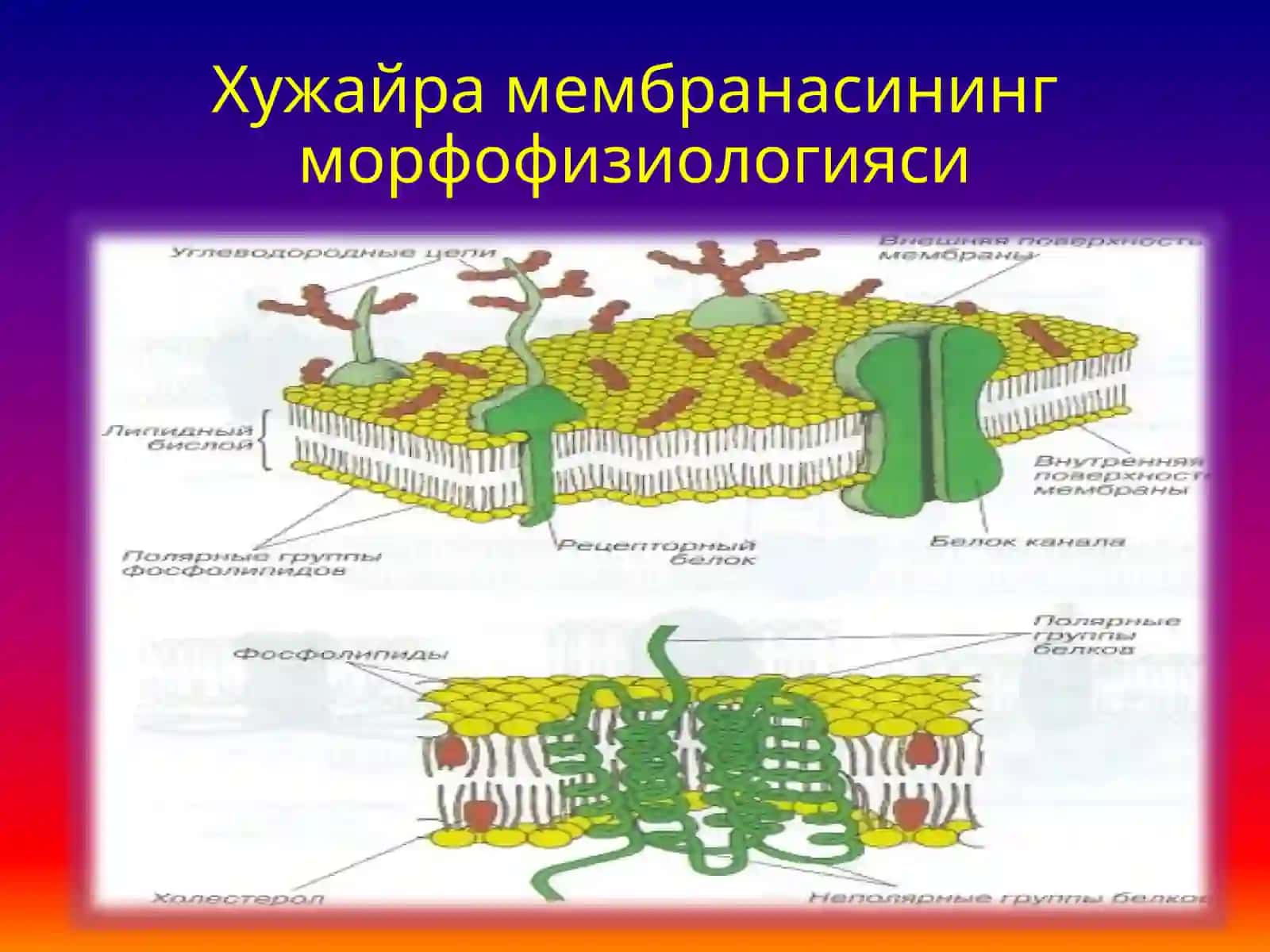 Кўзгалувчан тўқима физиологияси 3