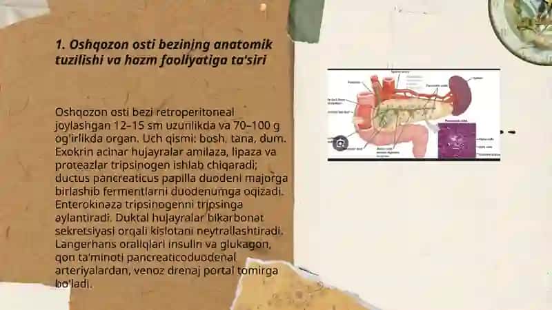 Oshqozon osti bezining anatomik tuzilishi 3