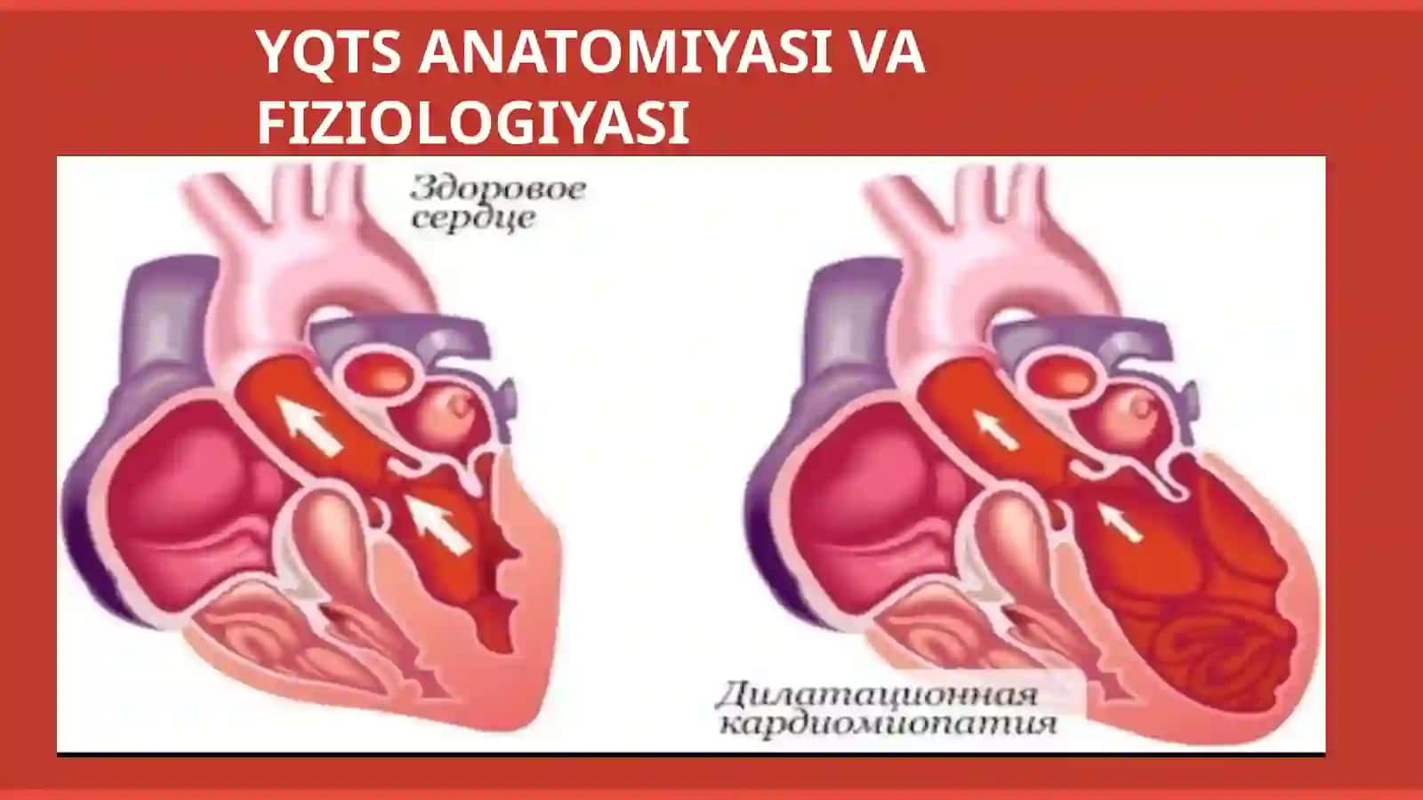 YURAK-QON TOMIR SISTEMASI FUNKSIONAL HOLATINI ANIQLASH USULLARI 3