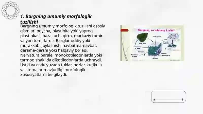 Bargning morfologik va anatomik tuzilishi 3