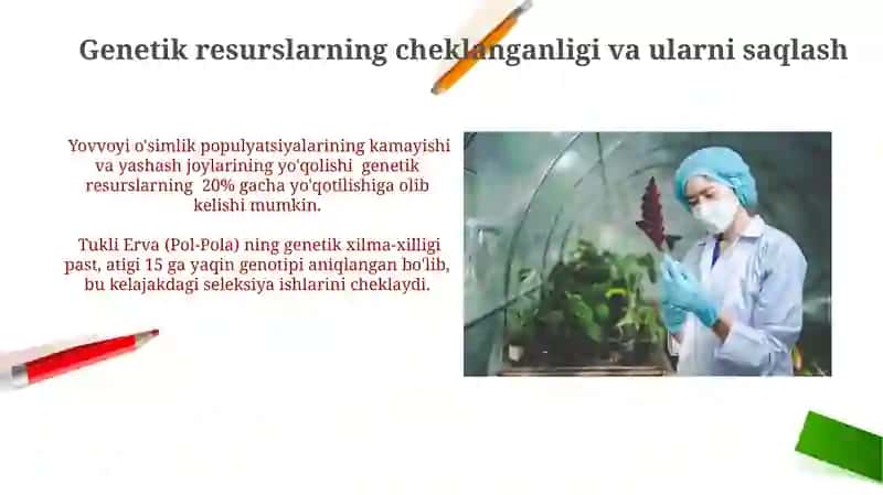 Tukli erva (Pol-pola) dorivor oʻsimliklar hom-ashyosini ishlab chiqarish istiqbollari muommolari 3