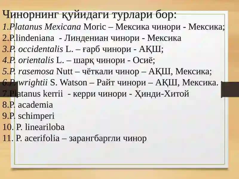 Чинордошлар- PLATANACEAE (платанация) ОИЛАСИ (платановые) 3
