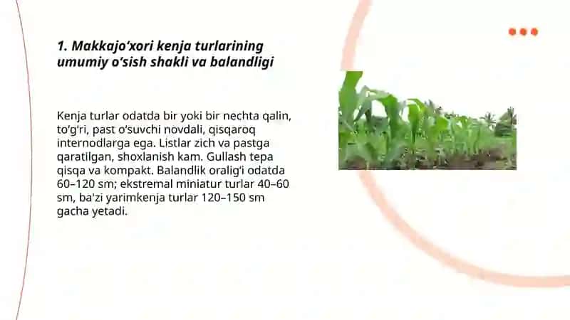 Makkajoʻxori kenja turlari morfologiyasi 3