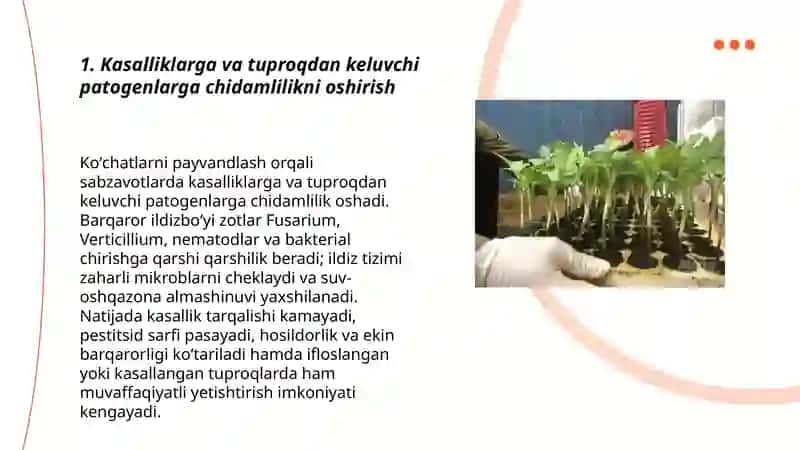 Sabzavot ekinlari ko'chatlarini payvandlash afzalliklari 3