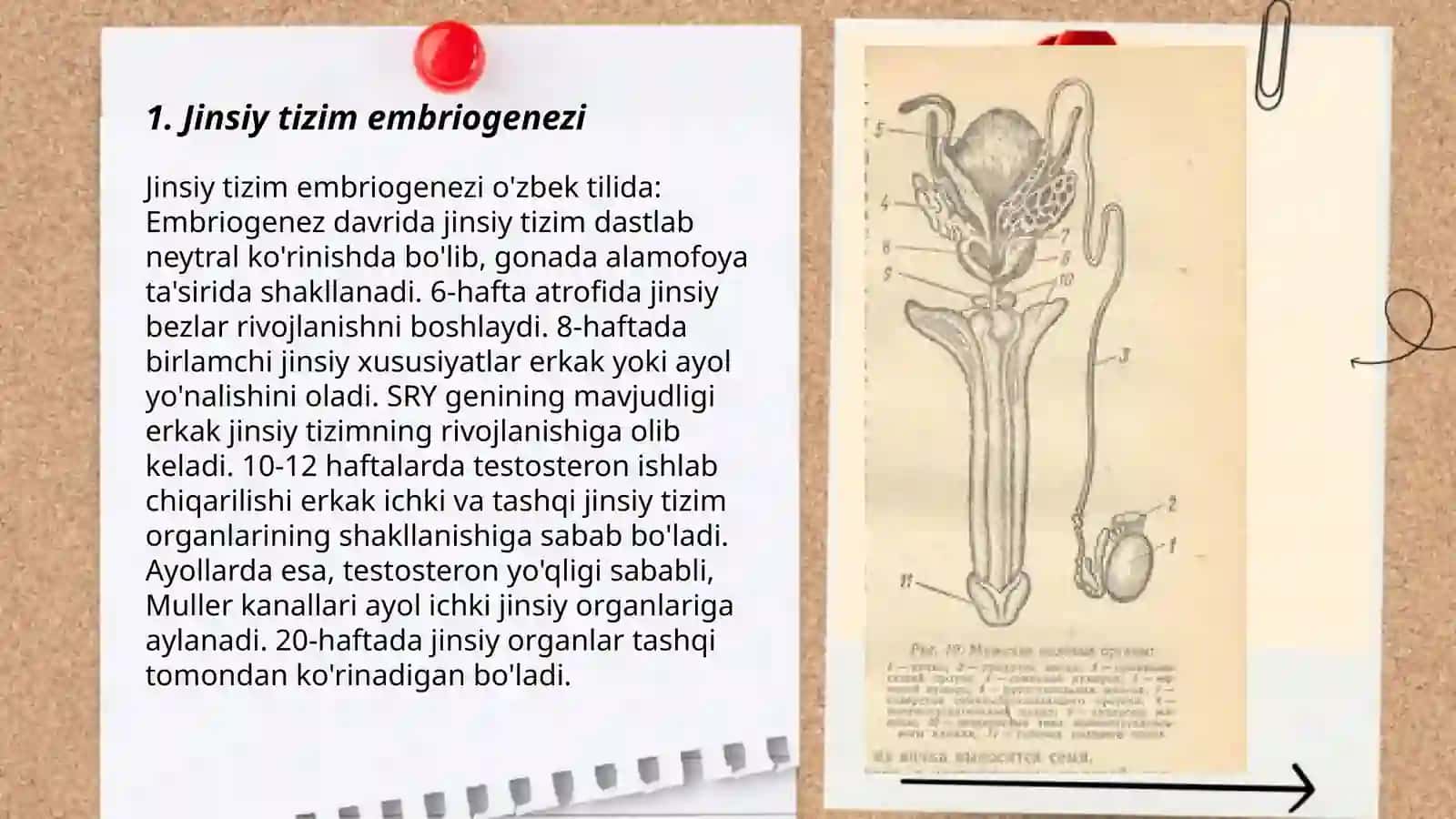 Jinsiy tizimning embriogenezi va unga ta'sir etuvchi omillar 3