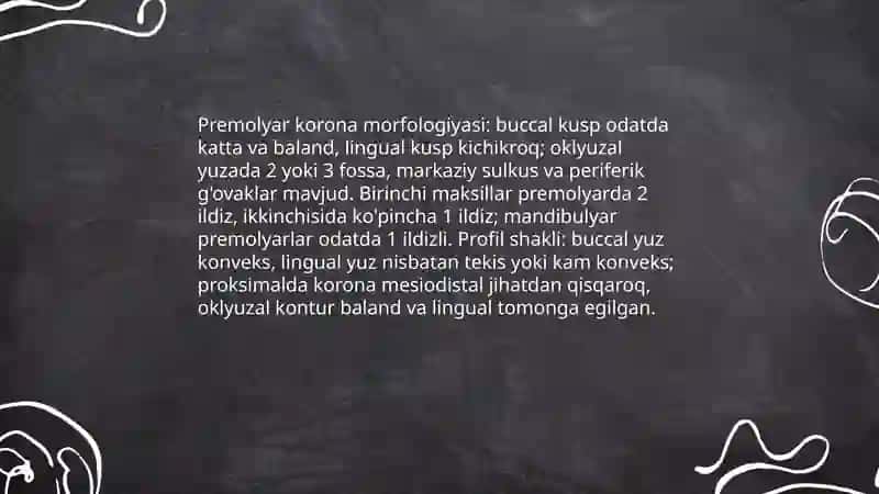 Doimiy tishlarda chaynov tishlarining tuzilishi 3