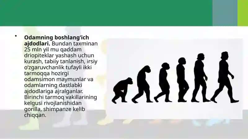 Odam Evolutsiyasining Asosiy Bosqichlari 3