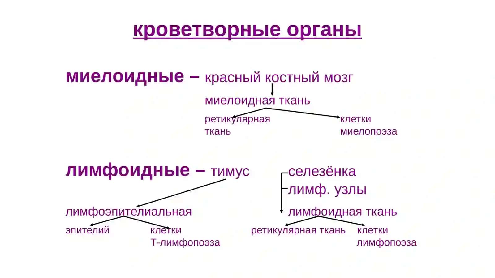 Тимус ва фабрицияси халтаси 3