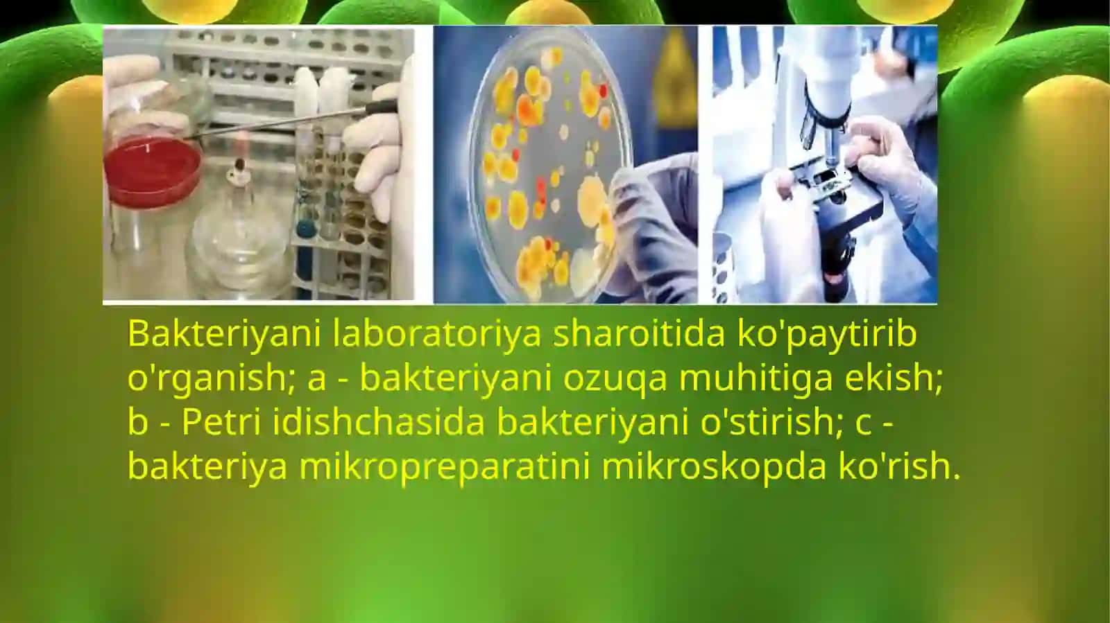 Bakteriyalar dunyosi 3