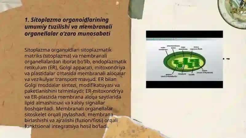 Sitoplazma organoidlari mitoxondriya va plastida sentrosoma va mirkonaychaning tuzilishi 3