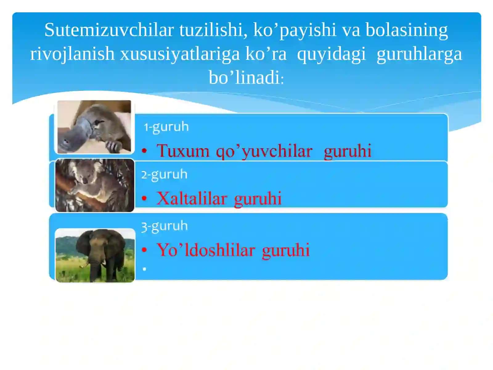Sutemizuvchilarning xilma-xilligi: tuxum qo’yuvchilar, xaltalilar, yo’ldoshlilar 3