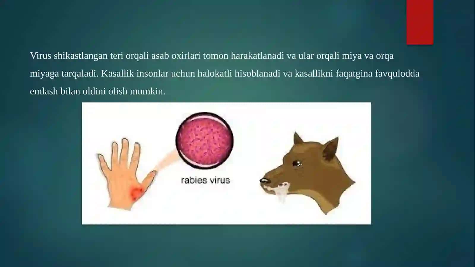 Qutirish kasalligiga diagnoz qo’yish. Virus fiks bilan sichqonlarda biologik namuna qo’yish usullari 3