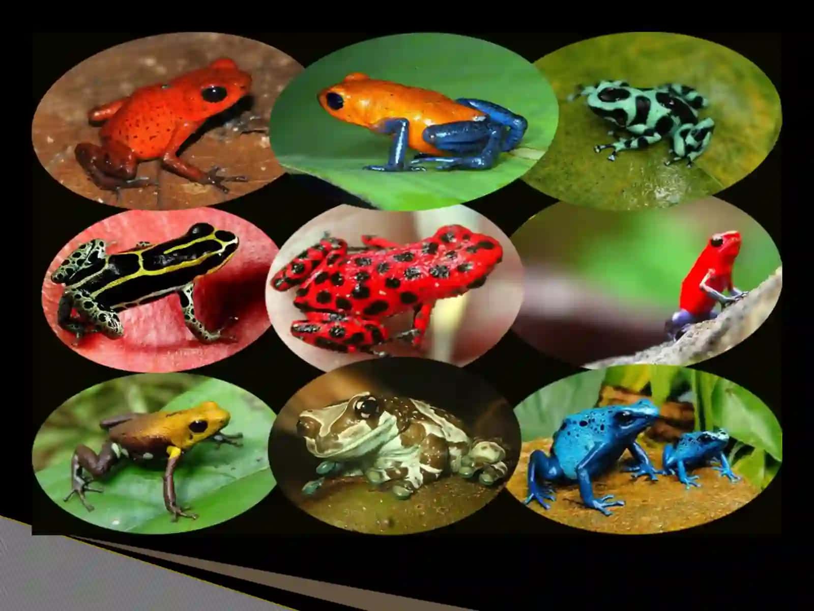 UMURTQALI HAYVONLAR ZOOLOGIYASI 3