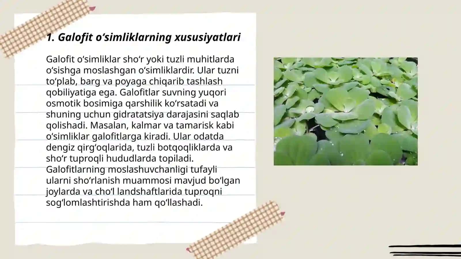 Galofit oʻsimliklar. Fitomelioratsiya 3