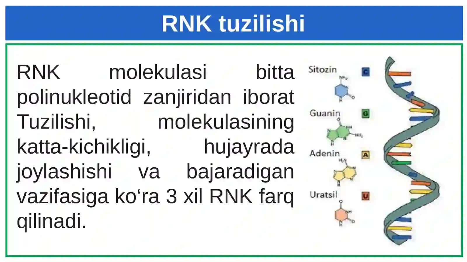 RNK tuzilishi, xususiyatlari, turlari va funktsiyalari 3