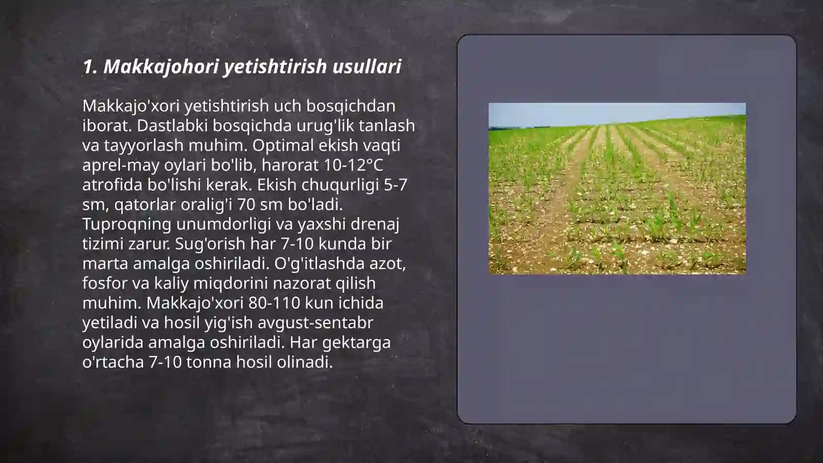 Makkajohori va tariq ekinlari 3
