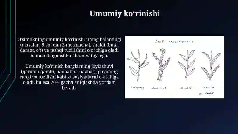 Dorivor oʻsimliklarning morfologik belgilari 3