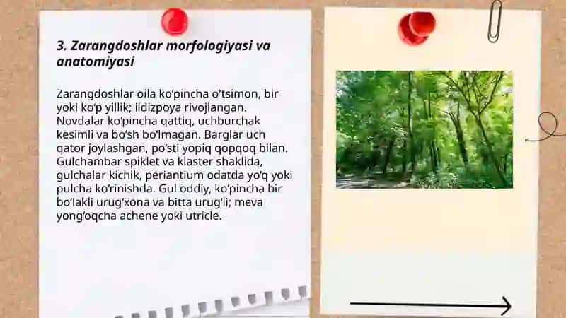 Zarangdoshlar oilasi haqida maʼlumot 3