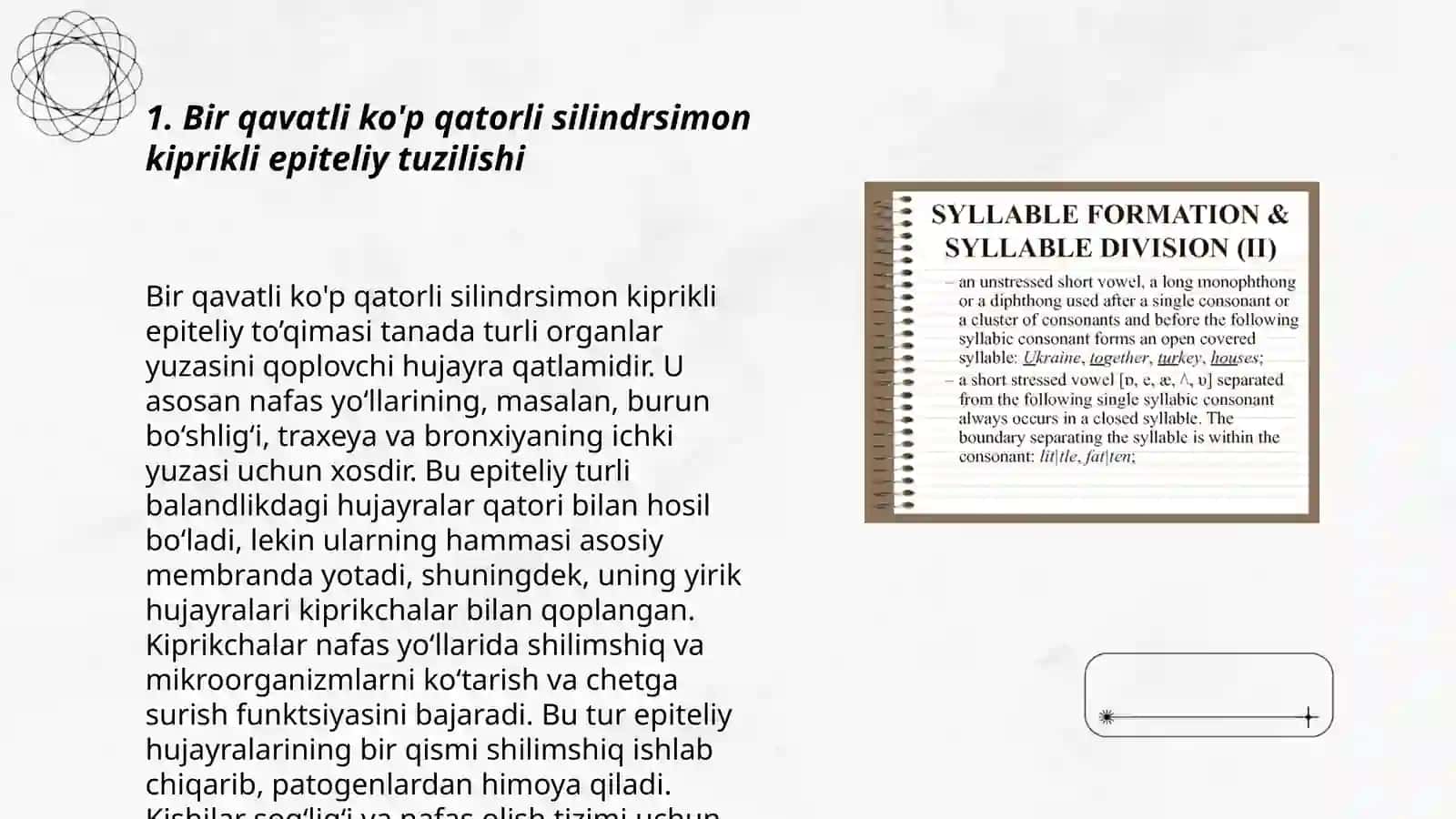 Bir qavatli ko'p qatorli silindrsimon kiprikli epiteliy 3