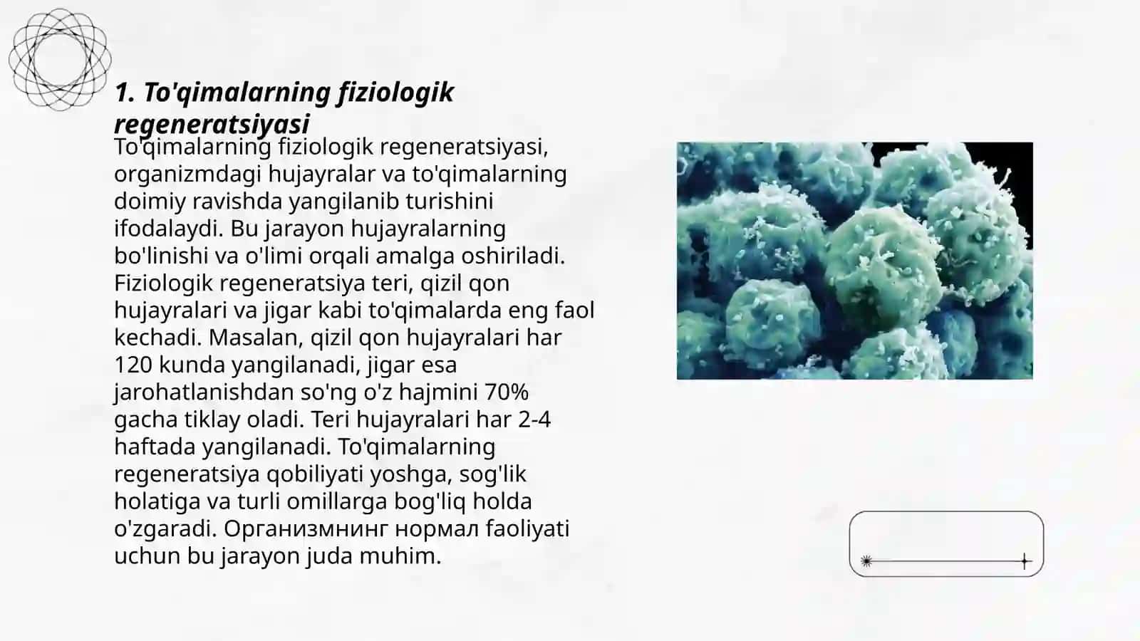 To'qimalarning fiziologik regeneratsiyasi 3