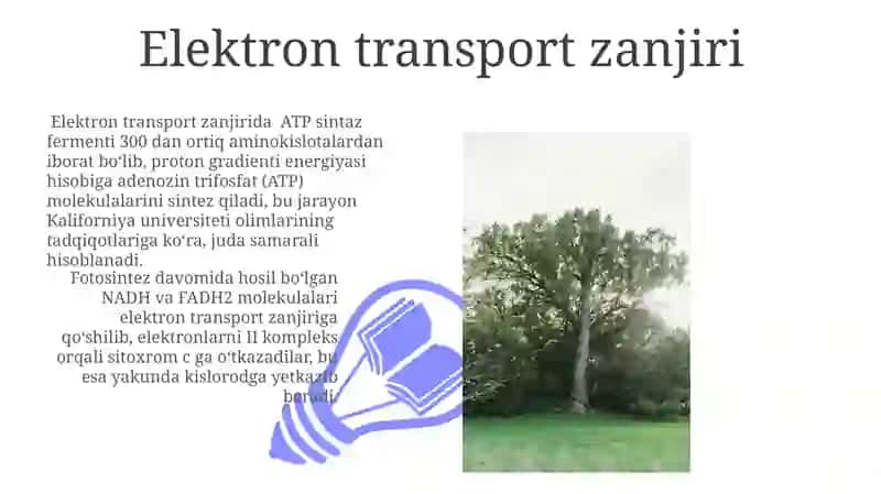 Oʻsimliklarda Aerob Nafa olish Fiziologiyasi 3