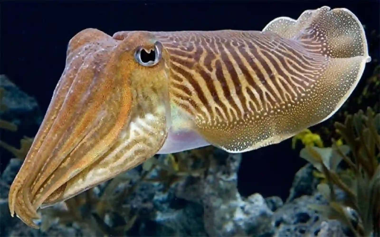 7-sinf Zoologiya 'Qorinoyoqli mollyuskalar sinfi' ko'rgazma 3