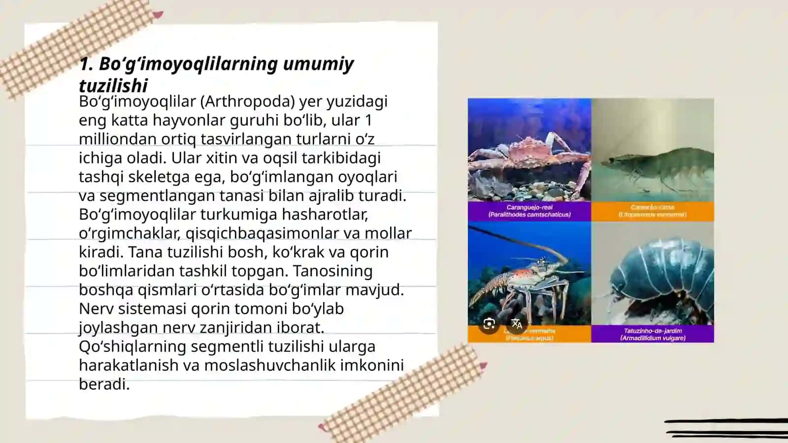 Boʻgʻimoyoqlilar tipiga mansub hayvonlarning tuzilish xususiyatlari, klassifikatsiyasi 3