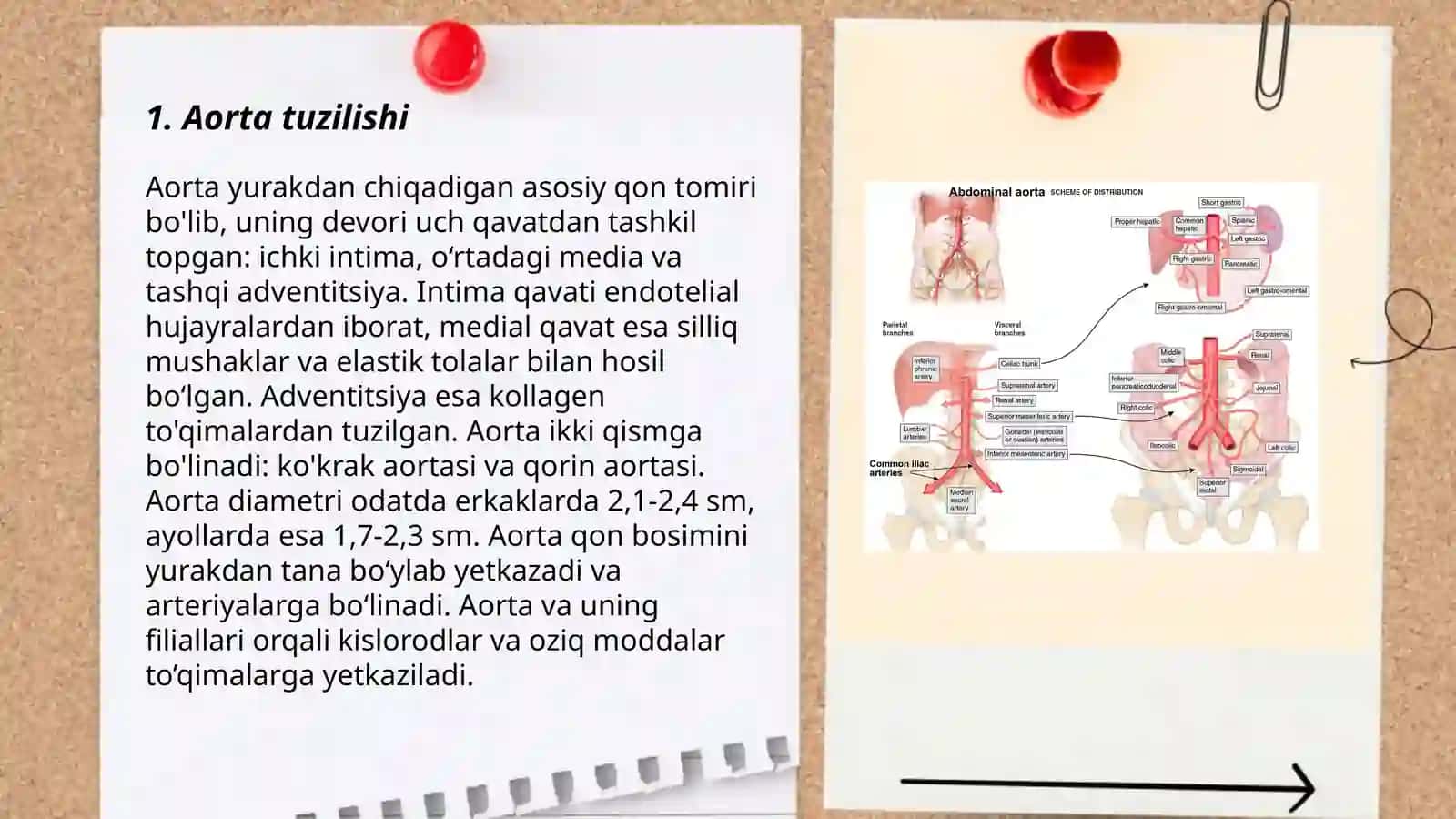 Aorta 3